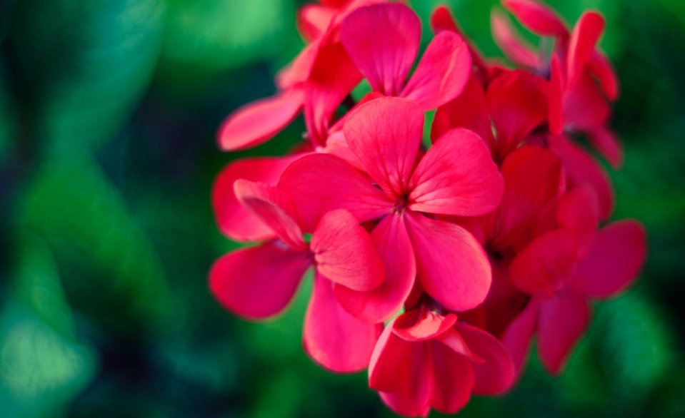 Zarząd Oczyszczania Miasta Warszawa zaprasza do adopcji pelargonii: Twój ogród lub balkon mogą zyskać nowe rośliny!